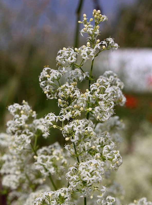 Galium mollugo 2