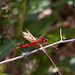 20110530 4436RTw [F] Libelle, Parc Ornithologique, Camargue