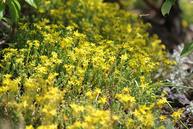 Sedum acre