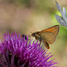 Hesperia comma