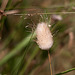 20110530 4433RTw [F] Samtgras (Lagurus ovatus) Südliches [Hasenschwänzchen] [Hasenschwanz-Gras], Parc Ornithologique, Camargue