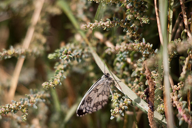 20110530 4430RTw [F] Schachbrettfalter, Parc Ornithologique, Camargue