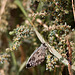 20110530 4430RTw [F] Schachbrettfalter, Parc Ornithologique, Camargue