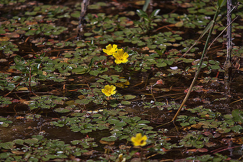 20110530 4429RTw [F] Sumpfdotterblume, Parc Ornithologique, Camargue