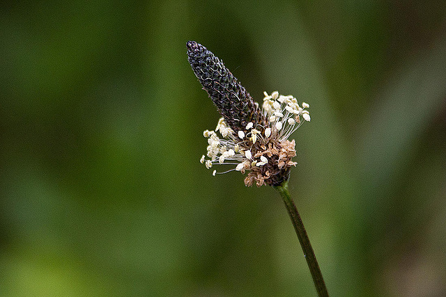 20110519 2634RAw [D~MI]  Spitzwegerich (Plantago lanceolata), Großes Torfmoor, Hille