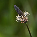 20110519 2634RAw [D~MI]  Spitzwegerich (Plantago lanceolata), Großes Torfmoor, Hille