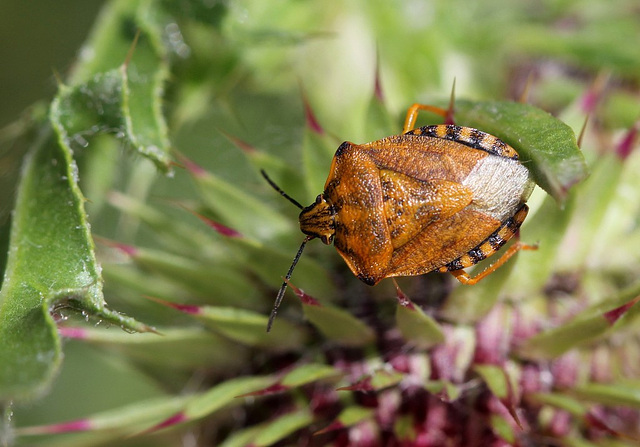 Carpocoris 1