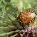 Carpocoris 1