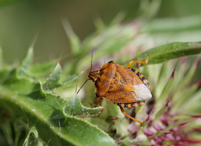 Carpocoris...purpureopennis ?