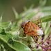 Carpocoris...purpureopennis ?