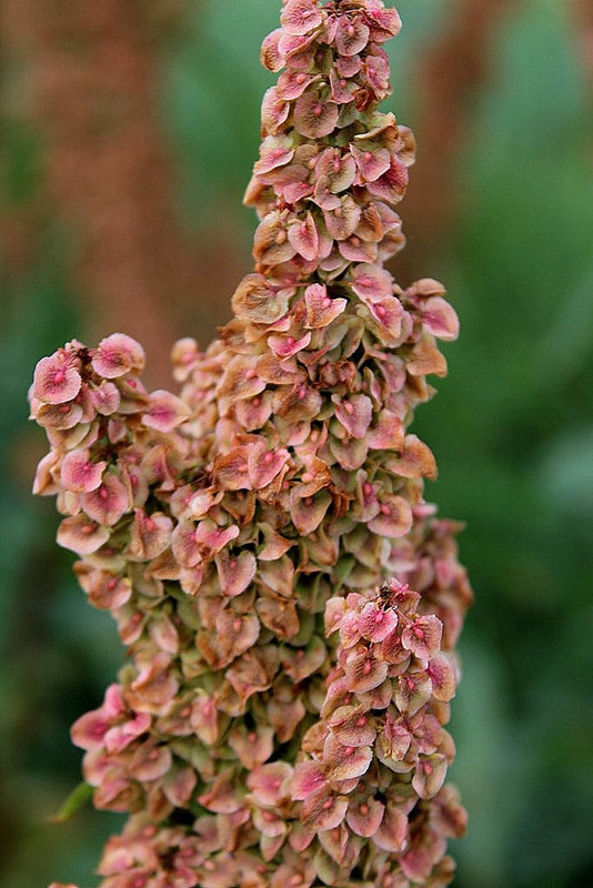 Rumex patientia (3)