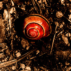 L'escargot rouge