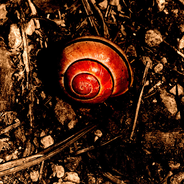 L'escargot rouge