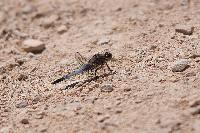 20110530 4426RTw [F] Großer Blaupfeil (Orthetrum cancellatum), Libelle, Parc Ornithologique, Camargue