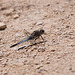 20110530 4426RTw [F] Großer Blaupfeil (Orthetrum cancellatum), Libelle, Parc Ornithologique, Camargue