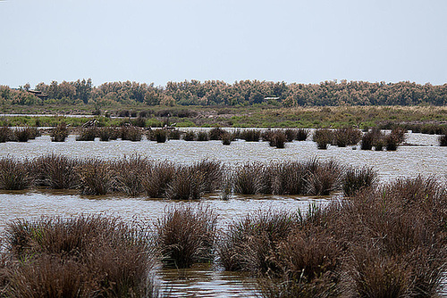 20110530 4422RTw [F] Sumpf, Parc Ornithologique, Camargue