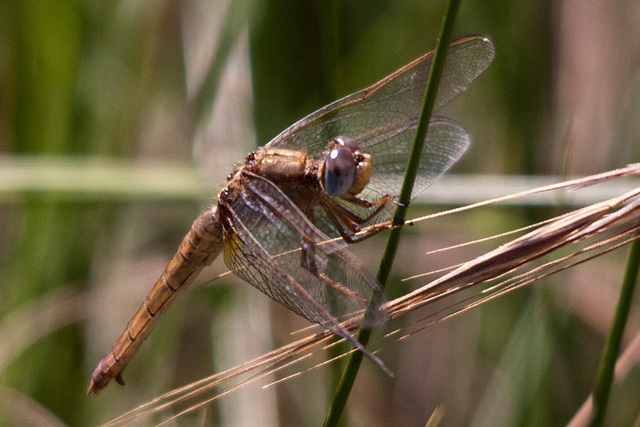 20110530 4421RTw [F] Libelle, Parc Ornithologique, Camargue