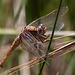 20110530 4421RTw [F] Libelle, Parc Ornithologique, Camargue