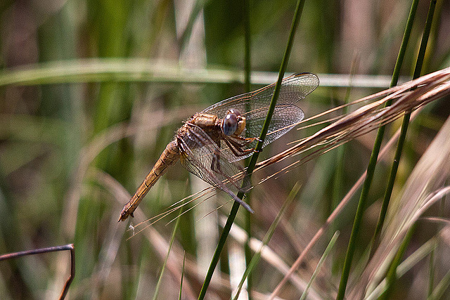 20110530 4420RTw [F] Libelle, Parc Ornithologique, Camargue