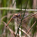 20110530 4420RTw [F] Libelle, Parc Ornithologique, Camargue