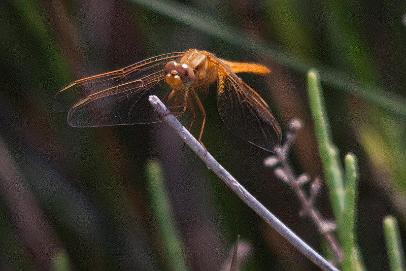 20110530 4417RTw [F] Feuerlibelle (Crocothemis erythraea) [m], Parc Ornithologique, Camargue