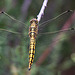 20110530 4415RTw [F] Libelle, Parc Ornithologique, Camargue