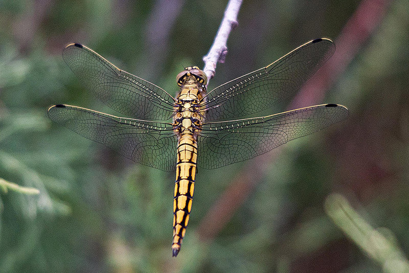 20110530 4415RTw [F] Großer Blaupfeil (Orthetrum cancellatum) [w], Parc Ornithologique, Camargue