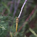 20110530 4414RTw [F] Libelle, Parc Ornithologique, Camargue
