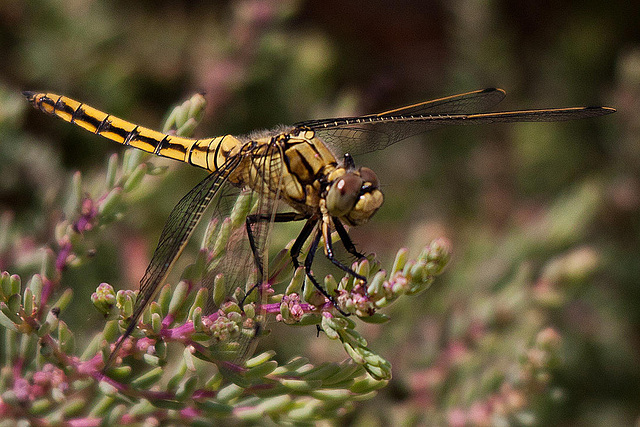 20110530 4413RTw [F] Libelle, Parc Ornithologique, Camargue