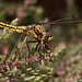 20110530 4413RTw [F] Libelle, Parc Ornithologique, Camargue