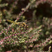 20110530 4412RTw [F] Libelle, Parc Ornithologique, Camargue