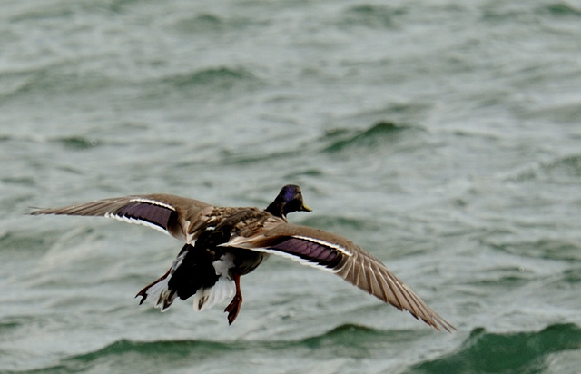 Canard Colvert