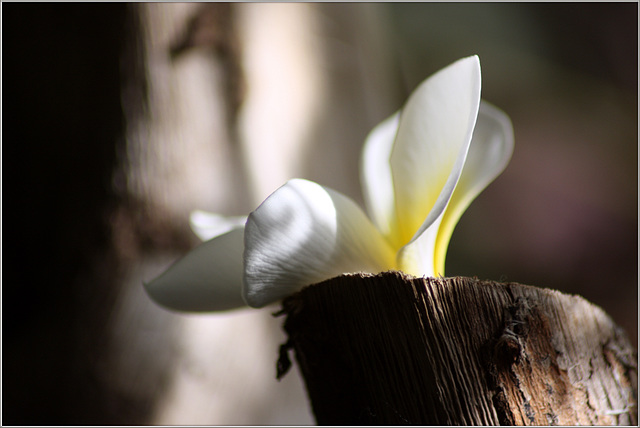 Blüte auf Holz