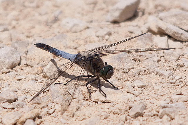 20110530 4410RTw [F] Großer Blaupfeil (Orthetrum cancellatum), Libelle, Parc Ornithologique, Camargue