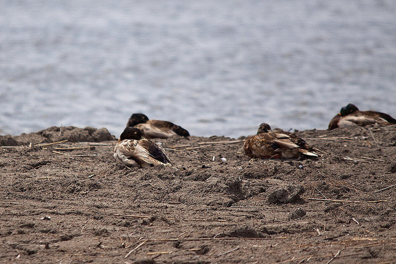 20110530 4409RTw [F] Stockente, Parc Ornithologique, Camargue