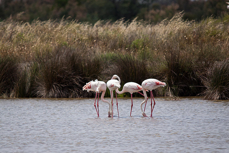 20110530 4408RTw [F] Rosaflamingo (Phoenicopterus roseus), Parc Ornithologique, Camargue