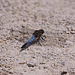 20110530 4407RTw [F] Großer Blaupfeil (Orthetrum cancellatum), Libelle, Parc Ornithologique, Camargue
