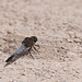 20110530 4406RTw [F] Großer Blaupfeil (Orthetrum cancellatum), Libelle, Parc Ornithologique, Camargue
