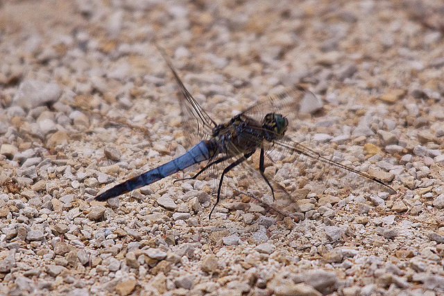 20110530 4403RTw [F] Großer Blaupfeil (Orthetrum cancellatum), Libelle, Parc Ornithologique, Camargue