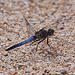20110530 4403RTw [F] Großer Blaupfeil (Orthetrum cancellatum), Libelle, Parc Ornithologique, Camargue