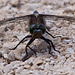 20110530 4402RTw [F] Großer Blaupfeil (Orthetrum cancellatum), Libelle, Parc Ornithologique, Camargue
