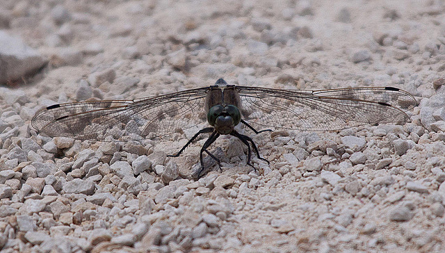 20110530 4401RTw [F] Großer Blaupfeil (Orthetrum cancellatum), Libelle, Parc Ornithologique, Camargue