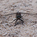 20110530 4401RTw [F] Großer Blaupfeil (Orthetrum cancellatum), Libelle, Parc Ornithologique, Camargue