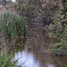 20110530 4400RTw [F] Sumpf, Schilfrohr, Parc Ornithologique, Camargue