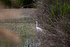20110530 4399RTw [F] Seidenreiher, Parc Ornithologique, Camargue