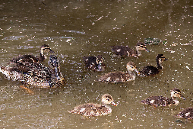 20110530 4398RTw [F] Stockente [JV], Parc Ornithologique, Camargue