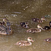 20110530 4398RTw [F] Stockente [JV], Parc Ornithologique, Camargue
