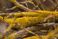 20110530 4397RTw [F] Gelbflechte, Parc Ornithologique, Camargue