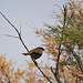 20110530 4396RTw [F] Haussperling, Parc Ornithologique, Camargue