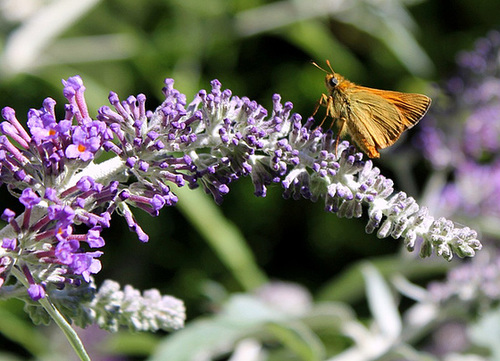 Comma sur buddleia (2)